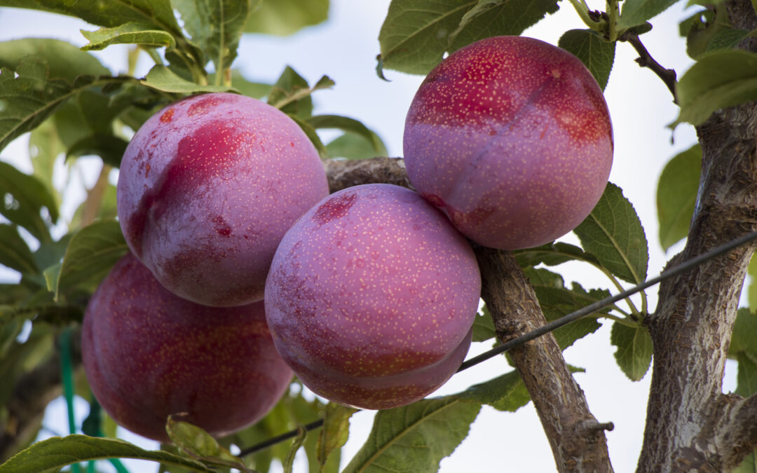 Flavour Star®: The plum built for modern orchard systems